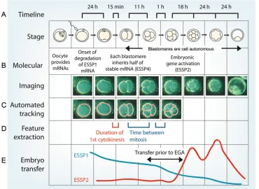 Fig. 2. Imaging human embryodevelopment and predictingdevelopmental potential.(A)Timeline of human embryo