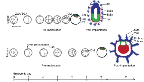 Fig. 3. Cell fate decisions and their timing in mouse versus human early embryo development