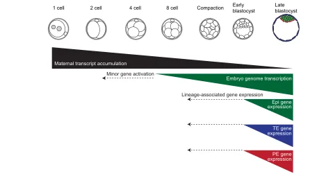 Fig. 4. Genetic networks of human pre-implantation development. Maternal transcripts inherited from the oocyte are degraded throughimplantation embryos, which can be cultured in vitro up to 4 days post-fertilization