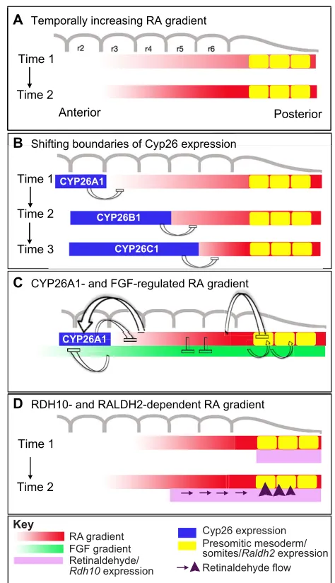 Fig. 5. Models of sequential RA activity during hindbrainsegmentation. Graded distributions of signalling molecules and