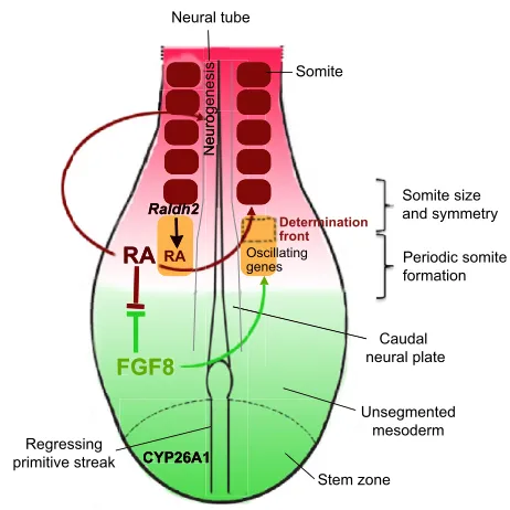 Fig. 6. Summary of RA functions during somitogenesis andneural tube differentiation. The posterior region of an embryo atearly somite stages