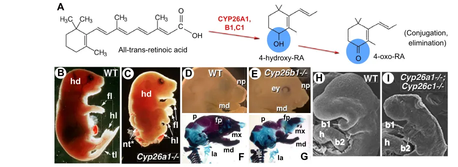 Fig. 2. RA metabolism and degradation. (Compound inactivation of neural crest alterations