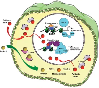 Fig. 3. Summary of the RA signallingpathway. RA, synthesized intracellularly from