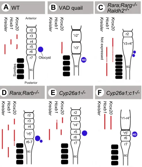 Fig. 4. Hindbrain abnormalities in animal models with altered RAsignalling.and molecular patterning are illustrated in various animal models withendogenous deficiency in RA signalling: (B) vitamin A-deficient (VAD)quail; (C) RAR(lacking RAR (A)The hindbra