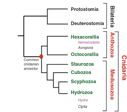 Fig. 1. Phylogenetic relationships of classes in the phylumCnidaria. A phylogenetic tree [based on the results of Collins (Collins,2002) and Collins et al