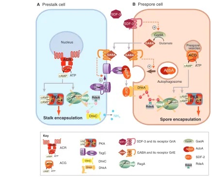 Fig. 4. Coordination of Dcan either be hydrolysed by RegA or bind to PKA to trigger stalk encapsulation, which normally occurs when the tip projects upward at the onset offruiting body formation and loses ammonia (NHmediated phosphorylation of RegA