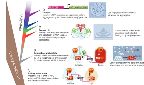 Fig. 5. Evolution of cAMP signalling in Dictyostelia. A tentative hypothesis for the evolution of developmental cAMP signalling in Dictyostelia froma cAMP-mediated stress response in the solitary ancestor