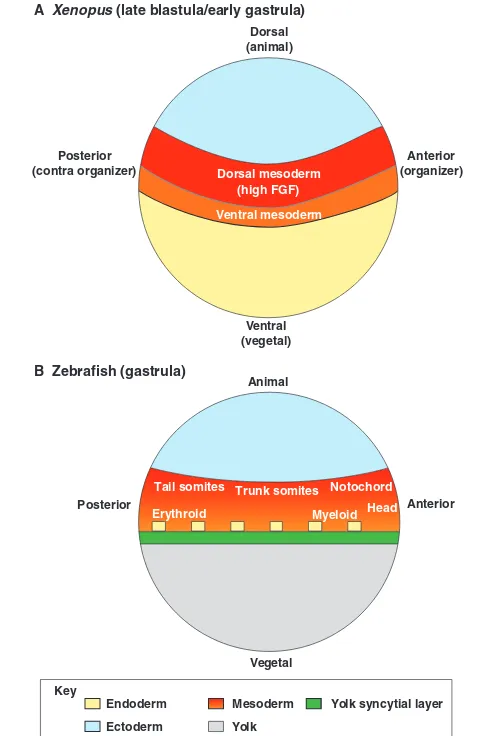 Fig. 2. FGF signalling is necessary for the specification andmaintenance of dorsal mesoderm