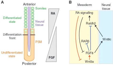 Fig. 3. FGF signalling during posterior body axis extension.(A)A schematic of an extending body axis in mouse and chickembryos
