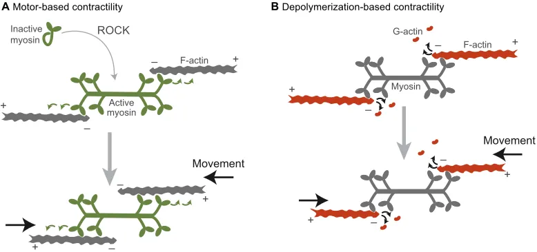 Fig. 1. Two models by which networks of actin and myosin can generate contractile forces