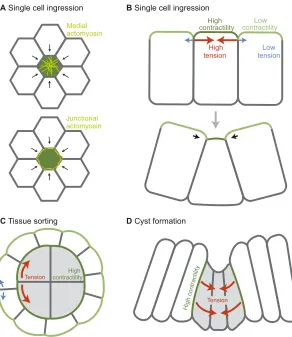 Fig. 3. Differential contractility can cause ingression, cellsorting, and morphological changes.an epithelial cell experiencing higher cortical tension levelsthan neighboring cells, illustrating the difference betweenmedial localization (top) and junctiona