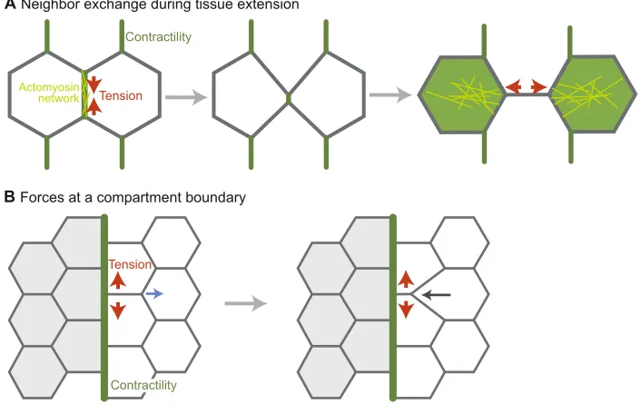 Fig. 5. Body axis elongation in the C. elegans