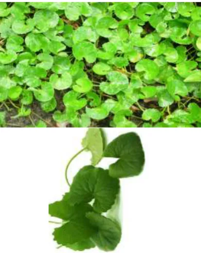 Figure 1:- Centella asiatica 