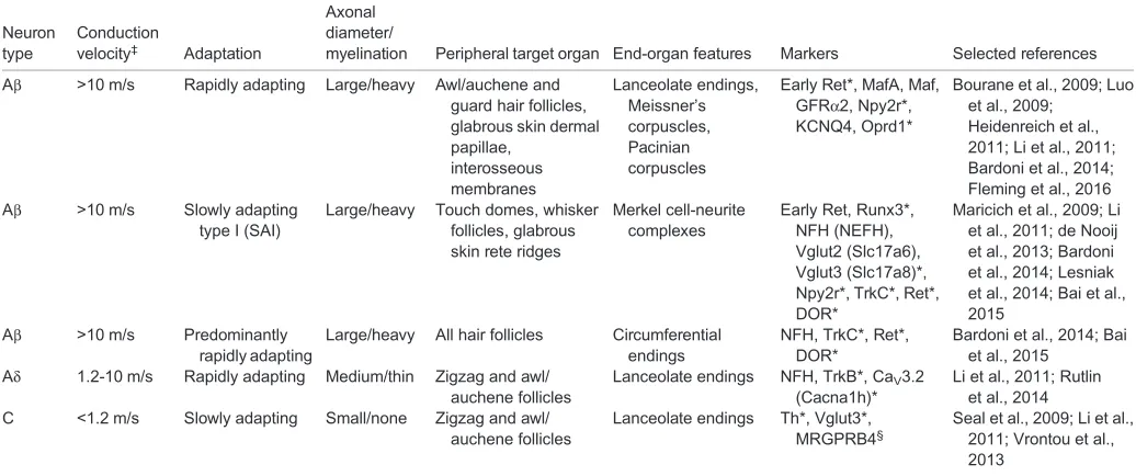 Table 1. Classification of mouse low-threshold mechanoreceptors