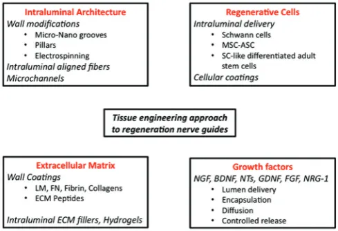 Figure 1: Different tissue engineering approaches to improve nerve conduits for peripheral nerve regeneration