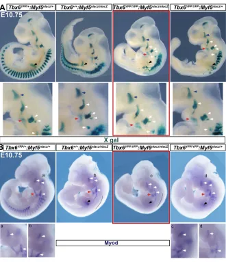 Fig. 2. Tbx6:Myf5 mutant phenotype attests toTbx6-independent head muscle mesodermdevelopment