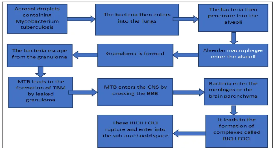 FIG. 1: IT INDICATES THE MECHANISM OF THE TRANSPORT OF MYCOBACTERIUM TUBERCULOSIS FROM THE LUNGS TO THE BRAIN LEADING TO TUBERCULOUS MENINGITIS 