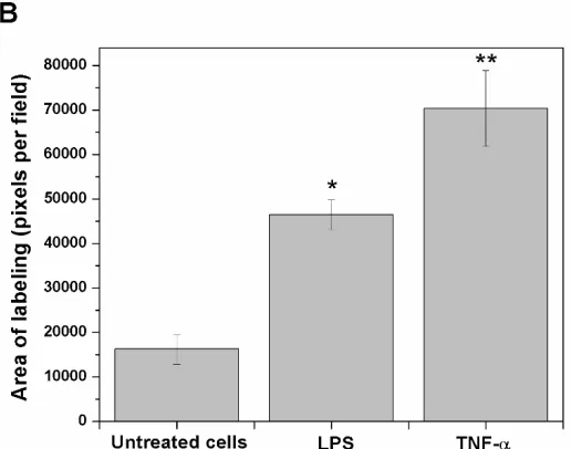 Fig. 1.  *p<0.05, **p<0.01, different from untreated cells. shown. Bars represent quantification of two images per treatment