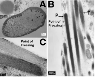 Fig. 4. Slam frozen preparations. Adult Rat Organ of Corti (A). Adult Guinea pig utricle (B,C)