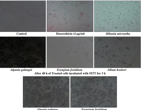 FIG. 2: REPRESENTS VARIOUS PLANTS EXTRACTS TREATED HELA WITH 100 µg/ml. ABOVE LANE 48 h TREATED AND BELOW REPRESENTS 48 h TREATED FOLLOWED BY INCUBATION WITH MTT