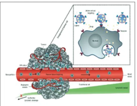 Figure 5: Active versus passive targeting of cancerous tissue. Nanoparticles passively diffuse through the highly permeable endothelial layer of blood vessels in cancer tissue