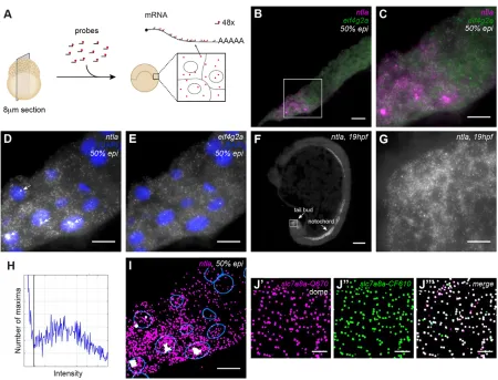 Fig. 1. Sensitive and specific detection of transcripts and transcription foci in zebrafish sections with smFISH