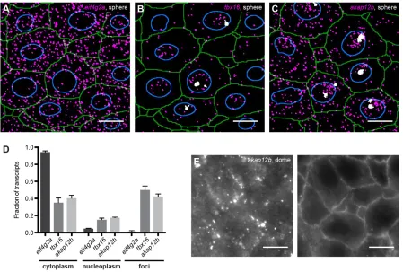 Fig. 4. smFISH provides quantitative subcellular information on gene expression. Detected transcripts (magenta) and transcription foci (white) for(E) smFISH forz(A), eif4g2a tbx16 (B) and akap12b (C) at sphere stage