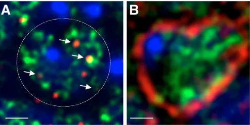 Fig. 2. The relationship between Polycomb group proteins andRNAi components.(blue), Polycomb (green), and Dcr2 (red, A) or Dcr1 (red, B)