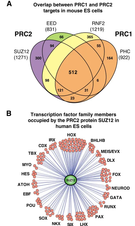 Fig. 3. Mapping the genome-wide distribution of Polycombgroup (PcG) proteins in mouse and human embryonic stem (ES)represents the number of genes bound by each of these componentsand their overlap, showing extensive colocalization among all memberstested (