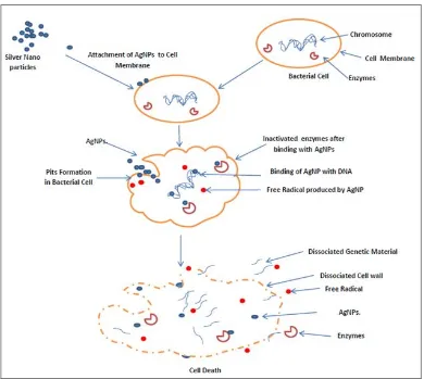 FIG. 1: MECHANISM OF AgNP IN BACTERIAL CELL DEATH
