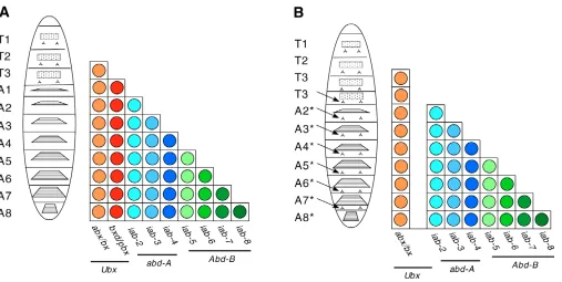 Fig. 2. The additivity of segment-speciﬁc functions. Diagrams of two as T2; thus T2 represents the ground state in this model
