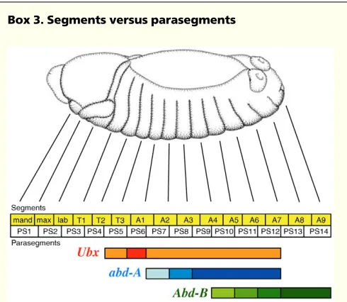 Fig. 5), two striking observations could be made. First, enhancer trap