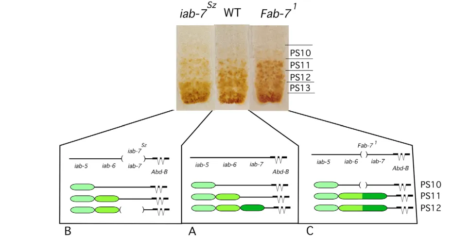 Fig. 3. Segment-speciﬁc functions are cis-regulatory regions. Three ventral nerve cords dissected out of distinct pattern of Abd-B expression that begins in PS10 and increases in each parasegment posteriorly