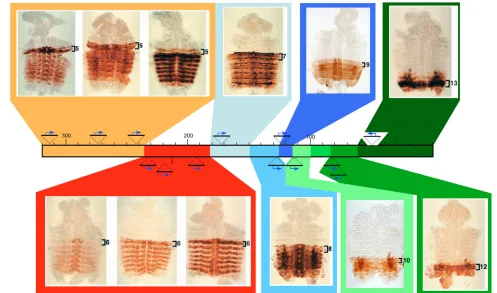 Fig. 5. Enhancer trap transposons within the BX-C. The BX-C is represented as a multicolored bar, as shown in Fig