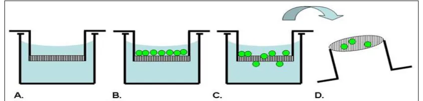FIG. 5: (A) TWO COMPARTMENTS ESTABLISHED IN A WELL USING A MEMBRANE INSERT. (B)  CELLS ARE  ADDED TO THE UPPER COMPARTMENT