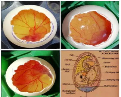 FIG. 6: THE DEVELOPMENT OF CAM. (A) CAM DEVELOPMENT ON DAY 7. (B) CAM DEVELOPMENT ON DAY 8