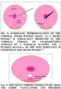 FIG. 9: THE NEWLY FORMED VESSELS START FROM  THE LIMBIC VASCULATURE AND PROGRESS TOWARD THE IMPLANTED STIMULUS 31 
