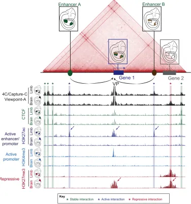 Fig. 3. Dynamic chromatin structure within TADs. The structure of chromatin is dynamic within topologically associating domains (TADs)