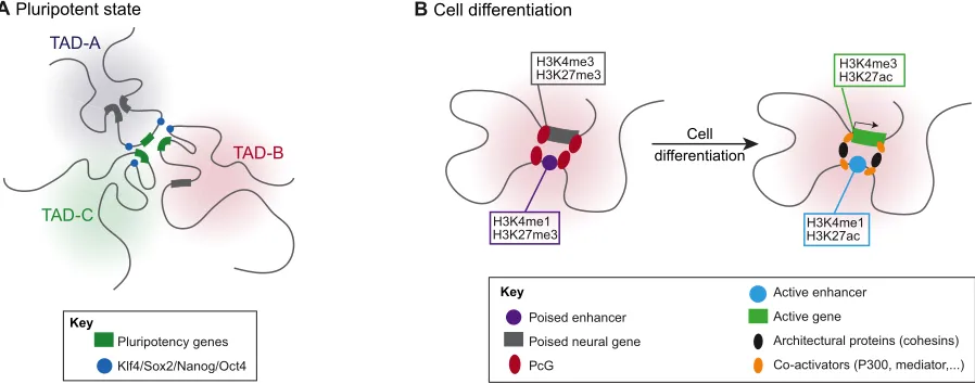 Fig. 4. Organization of the pluripotent genome. (A) Schematic showing how the promoters of pluripotent genes (green), as well as their cis-regulatory elementsbound by pluripotency factors (such as Klf4, Sox2, Nanog and Oct4; blue circles) interact with eac