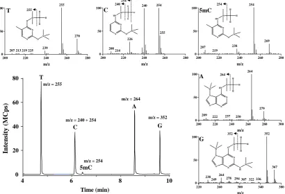 Table 3. Analytical signals obtained for two nucleobases of interest by GC-MS in SIM mode, upon varyng conditions applied for their derivatization with BSTFA:TMCS (mean values with respective standard deviations are presented based on three replicates)