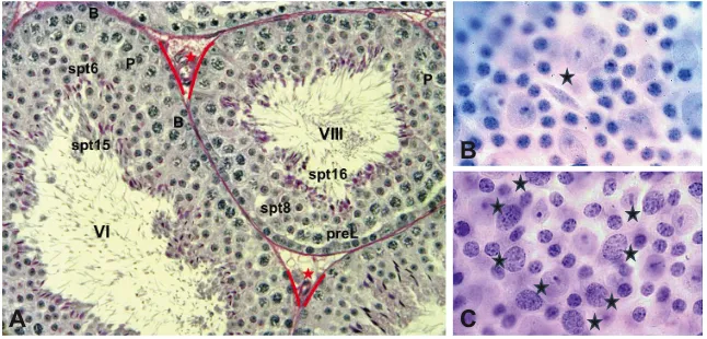 Fig. 3. Sections through seminiferous tubules and views on the tubule basal lamina. (A) The image shows a section through mouse seminiferous tubules,