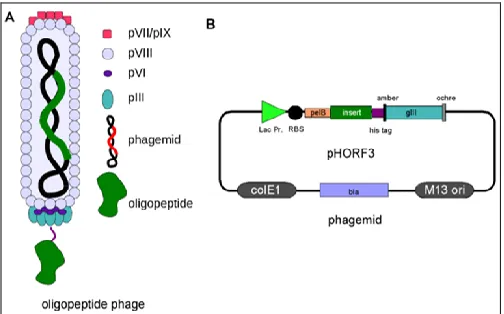 FIG. 8: PHAGE LIBRARY PREPARATION.  Multi-step process in which the group of phages is designed expressing different proteins on their surface