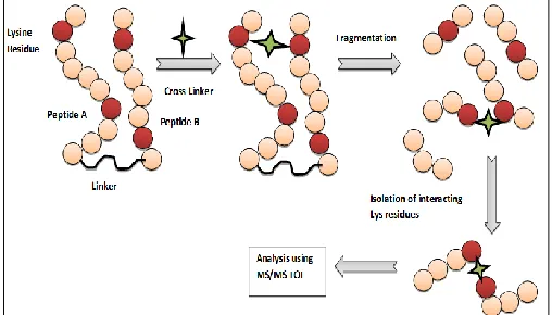 FIG. 10: CROSS-LINKING TECHNIQUE USED TO STUDY PROTEIN-PROTEIN INTERACTIONS. Specific sites can be crosslinked using chemical or physical agents, allowing the study of those particular regions better even after fragmentation of the protein