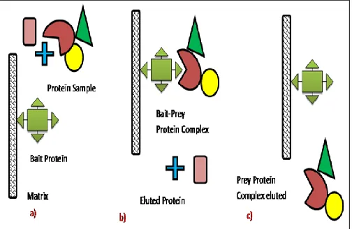 FIG. 2: GENERAL STEPS INVOLVED IN PULLDOWN ASSAY. a) Binding of bait protein to the matrix