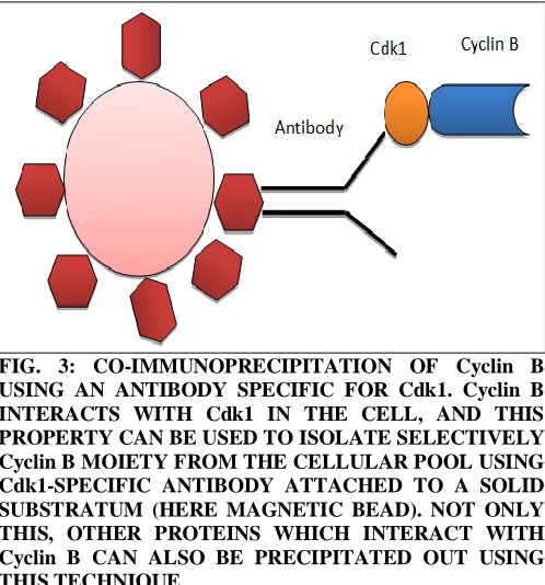 FIG. 3: CO-IMMUNOPRECIPITATION OF Cyclin B  USING AN ANTIBODY SPECIFIC FOR Cdk1. Cyclin B 