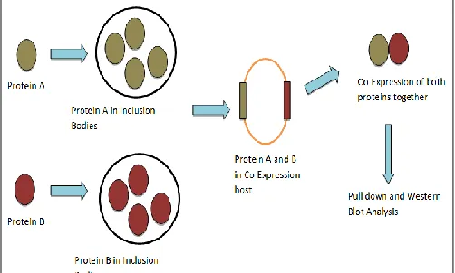 FIG. 4: CO-EXPRESSION STUDIES TO RULE OUT THE PROBLEM OF INCLUSION BODY FORMATION.Protein A and B initially forms inclusion bodies, thus hampering in their studies