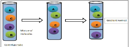 FIG. 5: DENSITY GRADIENT CENTRIFUGATION. From the sample of molecules present in a mixture with graded centrifugation, the interacting and non-interacting molecules get parked in different zones of solution, thereby making their separation possible