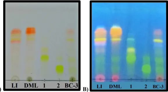 Fig. 3. TLC plate. Lanes: LI= Leaf Infusion; DML= Dicloromethane: methanol extract; BC-3= subfraction BC-3