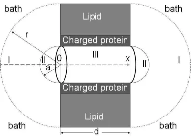 FIG. 1: Geometry of the model system under consideration. It is comprised of a cylindrical pore