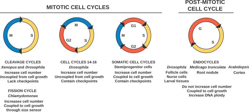 Fig. 1. Cell cycles discussed at the meeting. Cell cycle phases can be modiﬁed to meet the demands of a cell at speciﬁc developmental stages.The ﬁrst three cycles shown increase cell number by incorporating mitosis (M), but their coupling to external inﬂuences, such as growth, vary.In the fourth cycle shown, M is repressed, and the primary result of this is polyploidy, which is associated with growth and differentiation inmany plant cell types and in some animal cell types.
